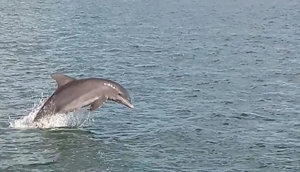 A dolphin is leaping out of the water in this image