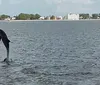 A group of passengers on a Dolphin Quest tour boat are watching a dolphin swimming in the water beside them