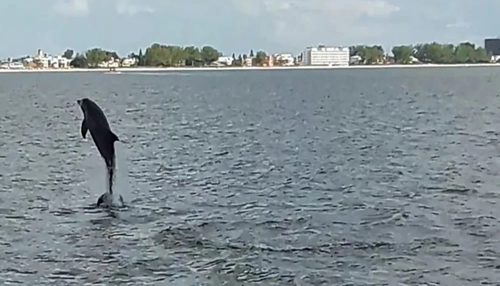 The image depicts a dolphin mid-leap above the water surface against a backdrop of a distant shoreline