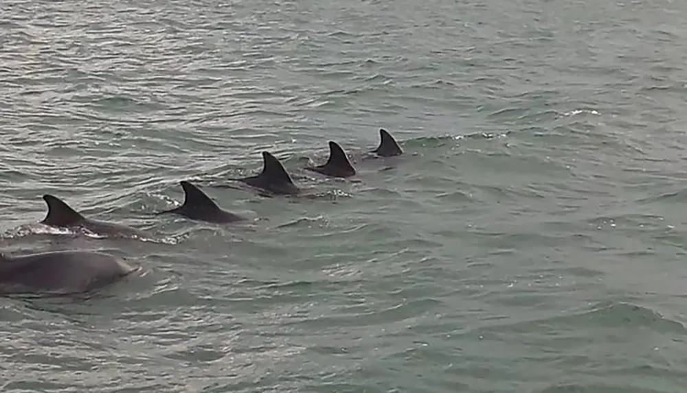 A pod of dolphins is swimming close together with their dorsal fins protruding above the surface of the ocean water