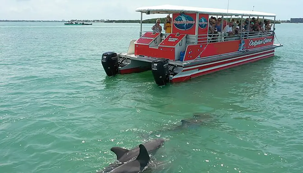 A red tour boat named Dolphin Quest is floating on clear water while passengers observe a dolphin swimming nearby