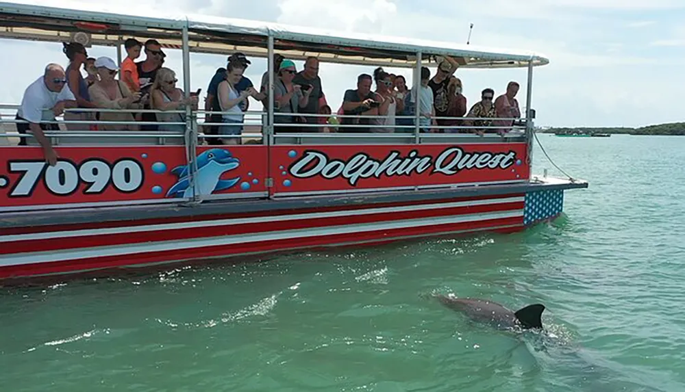 A group of passengers on a Dolphin Quest tour boat are watching a dolphin swimming in the water beside them