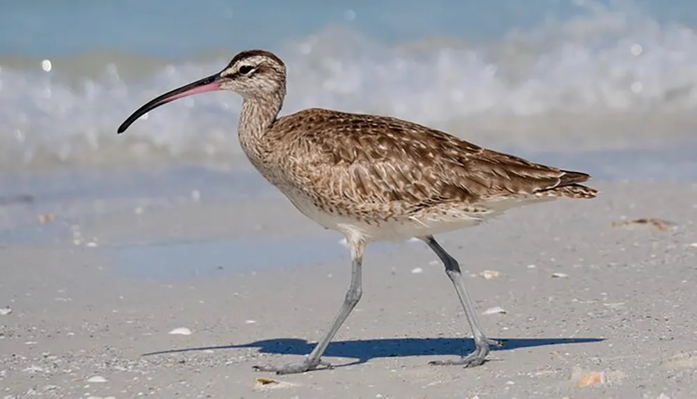 A long-billed shorebird is walking on a sandy beach with waves in the background