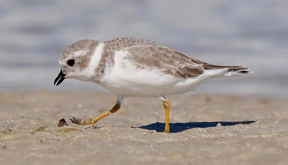 A plover bird is foraging on the sandy beach pecking at something on the ground
