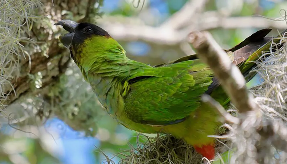 A green bird with a prominent beak perches among branches surrounded by hanging Spanish moss