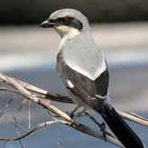 Half-Day Private Bird Tour of Fort De Soto Park in St. Petersburg - 2 Person Max