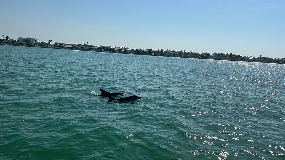 A dolphin is swimming near the surface of the sparkling water with buildings along the shoreline in the background