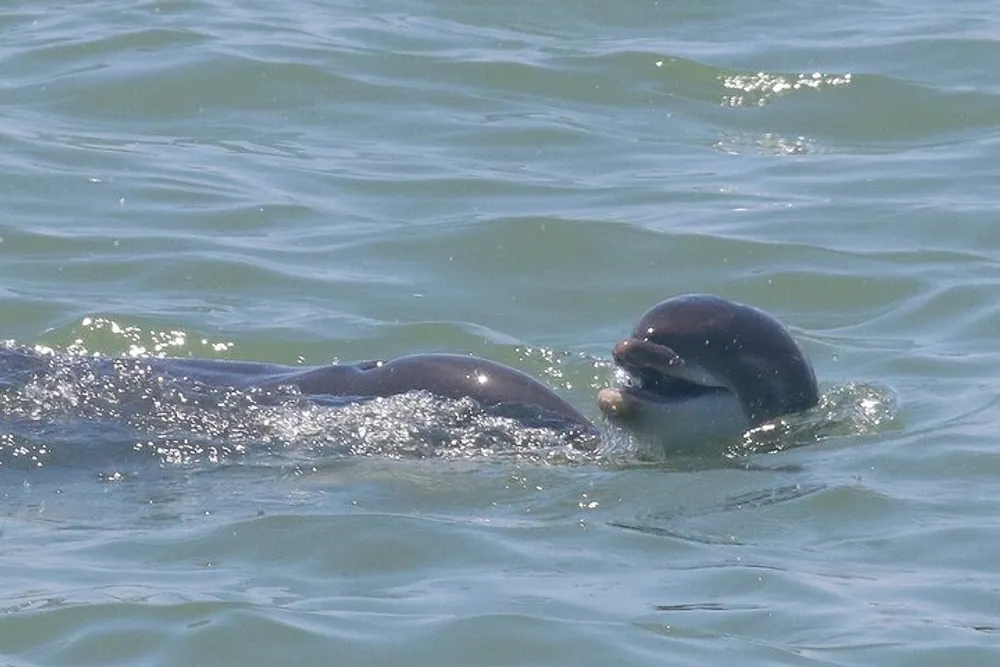 The image shows a dolphin emerging from the water with its head and dorsal fin visible above the surface