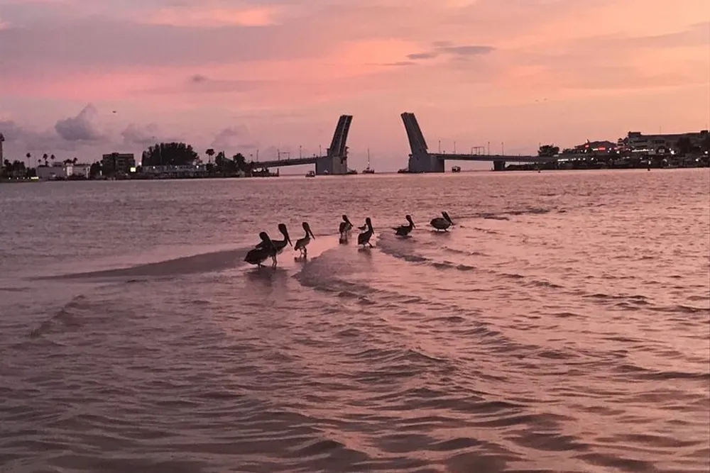 The image captures a group of pelicans on the water with a drawbridge raised in the background under a sunset sky