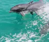 Two dolphins are leaping out of the turquoise water creating splashes