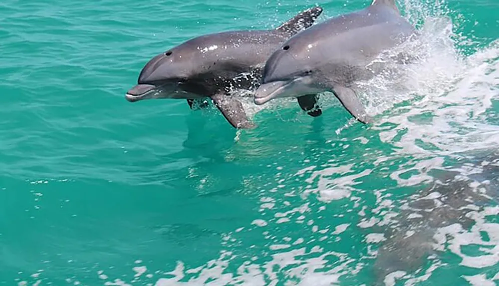 Two dolphins are leaping out of the turquoise waters creating a dynamic and joyful scene