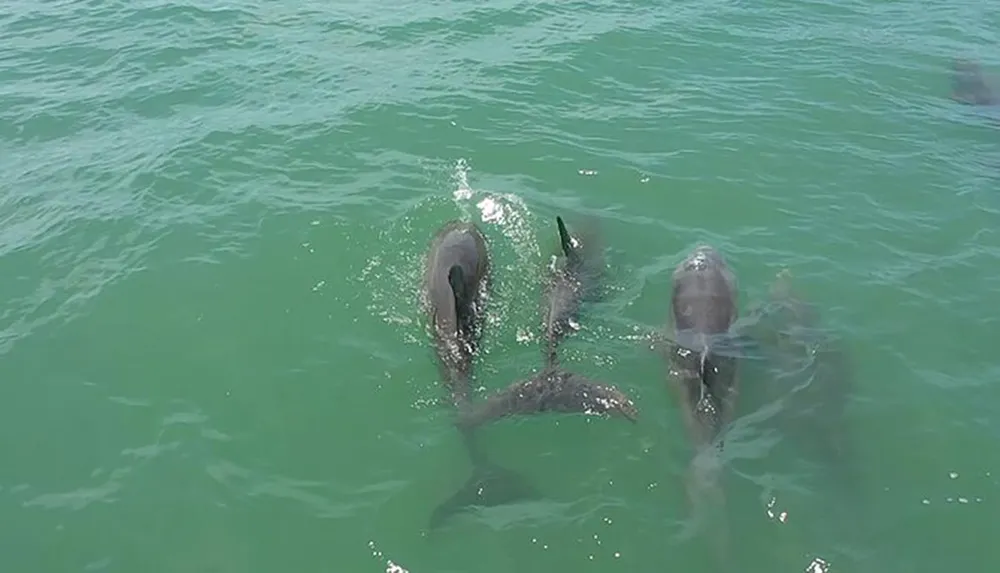 The image shows a group of dolphins swimming in greenish water with one of them partially breaching the surface