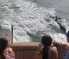 Three people are watching a dolphin surf in the wake of their boat