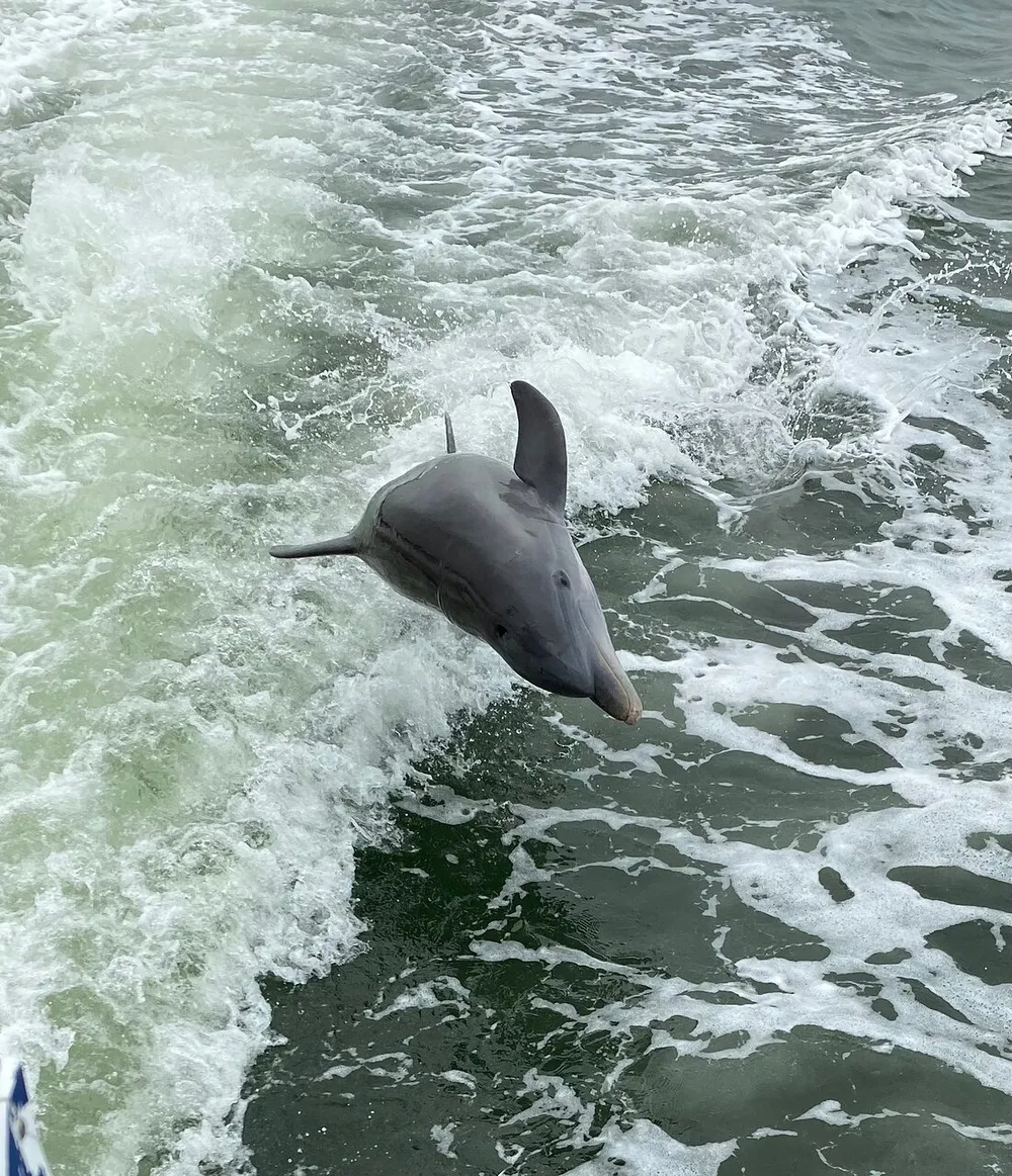 A dolphin is leaping out of the water alongside a boat creating a splash