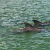 Dolphin Cruise