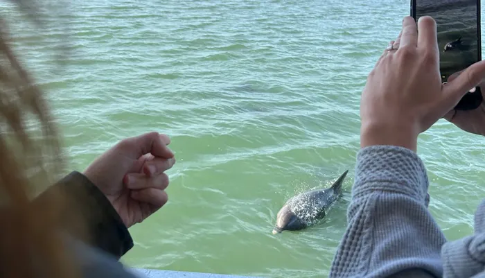 Dolphin Watching Nature Cruise and Eco Tour in Hubbard's Marina Photo