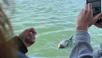A person is taking a photo of a dolphin in the water, while another person watches the scene, visible only by their clasped hands.