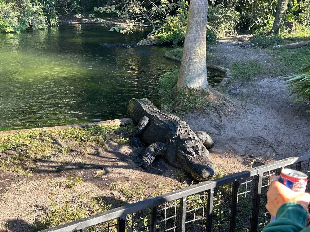 A large alligator is basking in the sun near a tranquil body of water while a person holding a drink can be seen in the foreground behind a safety fence