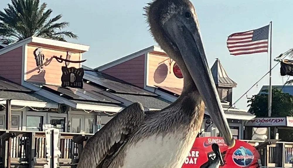 A pelican stands in the forefront with a backdrop of a coastal American setting featuring an American flag and a building with a sign possibly reading Pirates Pub  Grub