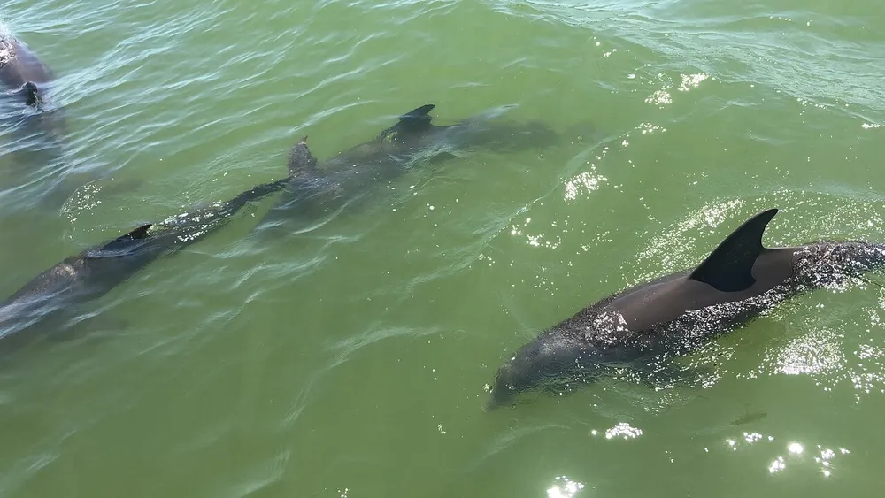 The image shows a group of dolphins swimming near the surface of greenish water with their dorsal fins prominently visible