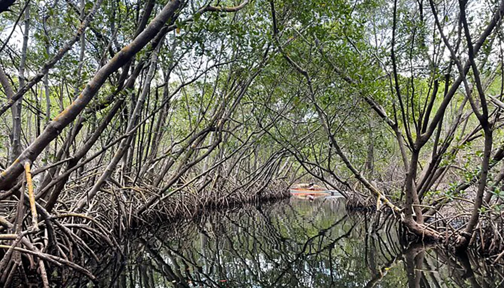 A kayak navigates through a calm waterway lined with the dense network of mangrove roots