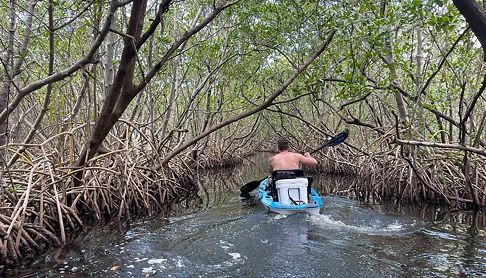 A person is kayaking through a dense mangrove forest with intricate root systems visible above the waterline