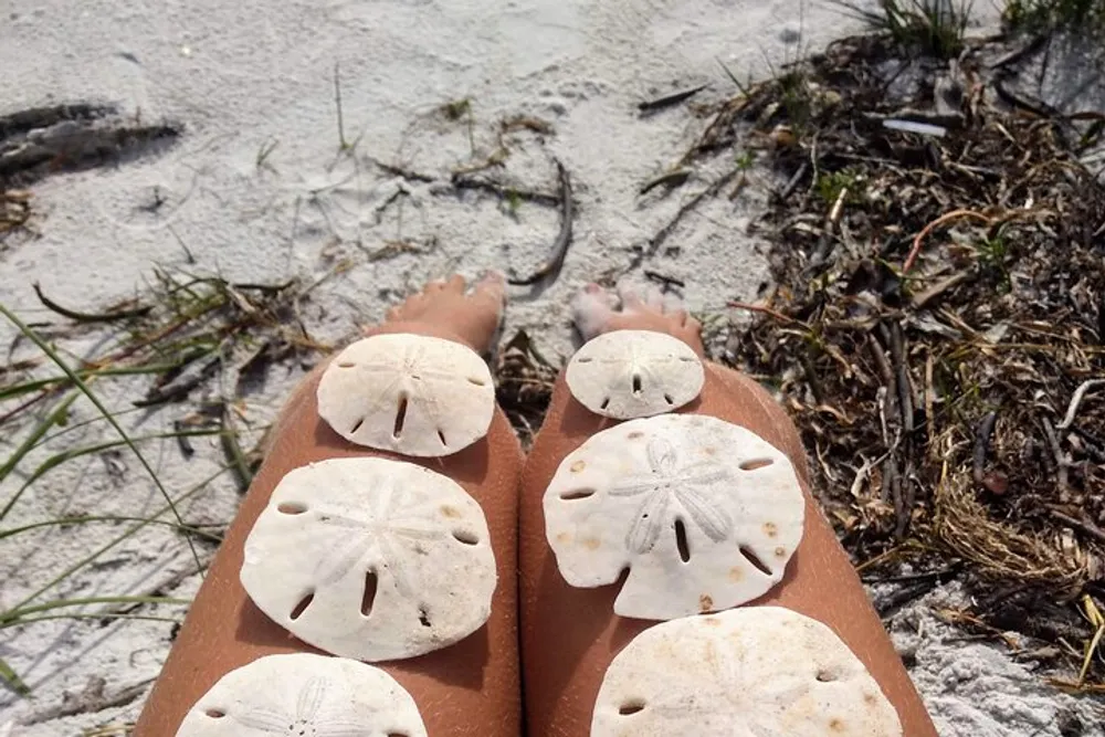 A person is sitting on a sandy beach with several sand dollar shells arranged on their knees