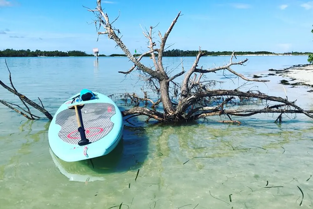 A stand-up paddleboard is floating near a barren tree in clear shallow water with a tranquil beach scene in the background
