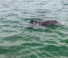 A dolphin is swimming near the surface of a greenish body of water
