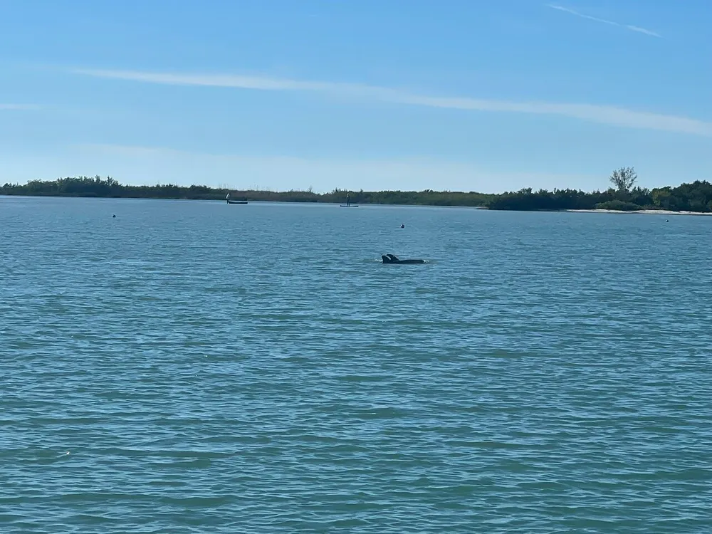 The photo shows a serene ocean landscape with a dolphin fin visibly emerging from the water with land and boats in the distance under a clear blue sky