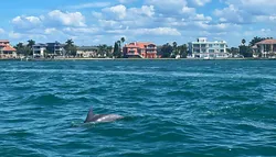 Popular Dolphin Tours