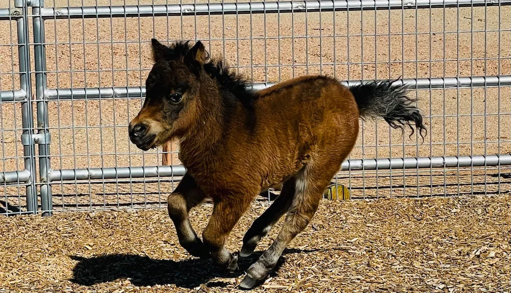 A brown foal is galloping energetically inside a pen with a metal fence in the background