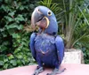 Parrot Mountain  Tropical Bird Sanctuary