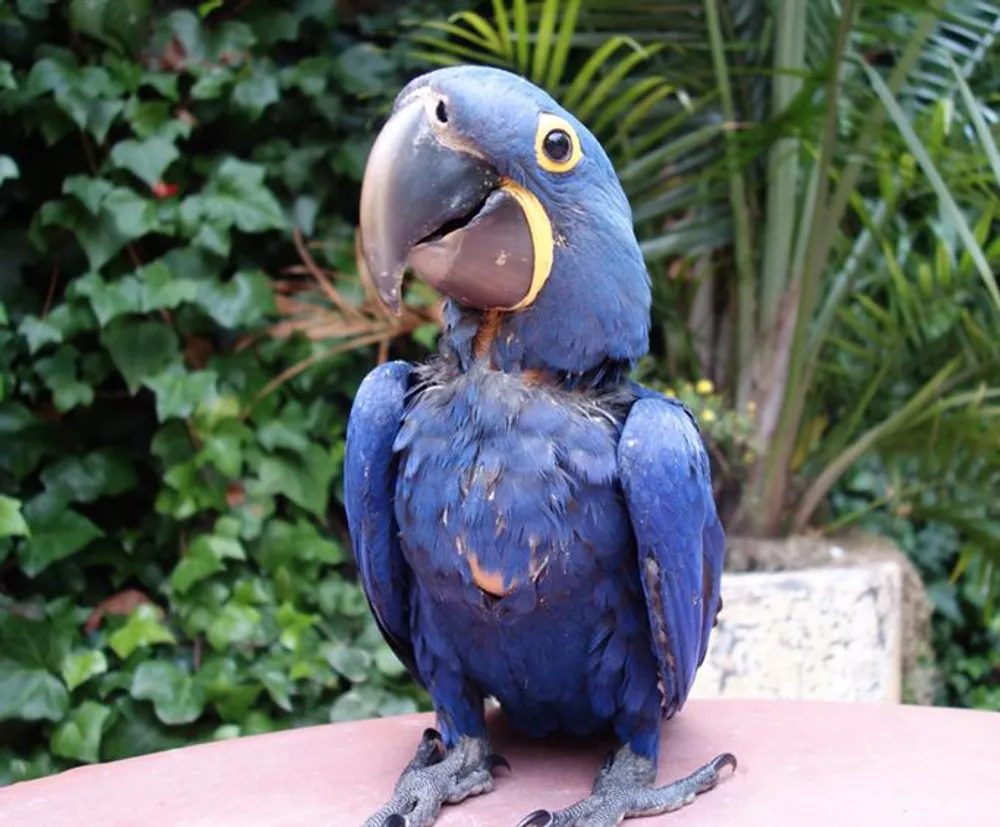 A Hyacinth Macaw with striking blue plumage is perched on a reddish surface with lush greenery in the background