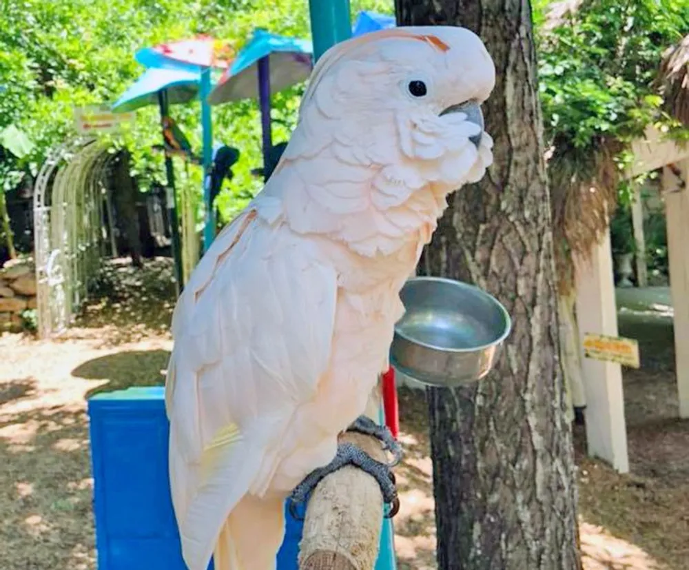 A salmon-crested cockatoo is perched on a stand holding a metal bowl in its beak with colorful play structures and trees in the background