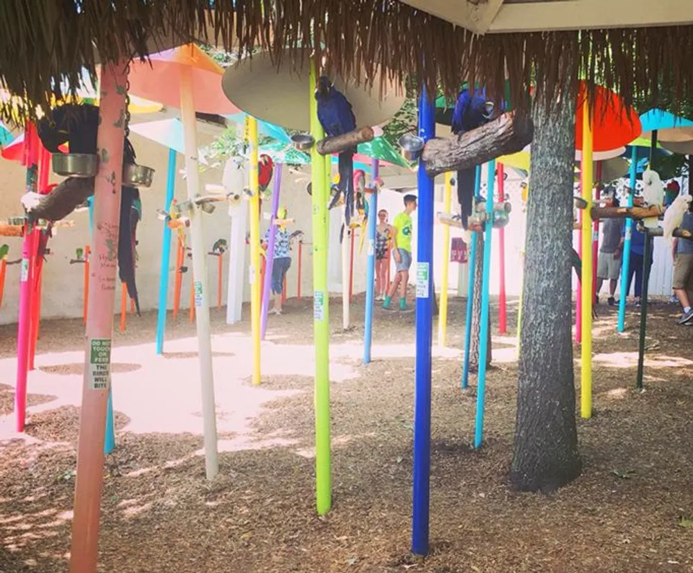 The image features an outdoor space with colorful poles and thatched umbrellas where several parrots are perched and people are visible in the background