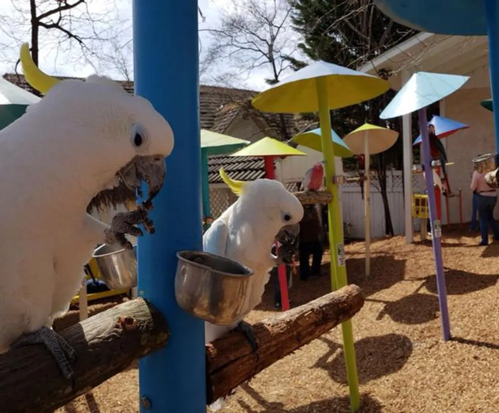 Two cockatoos are perched on a wooden beam with metal bowls looking curiously towards the camera while people engage in activities in the background which appears to be an outdoor setting with colorful umbrellas