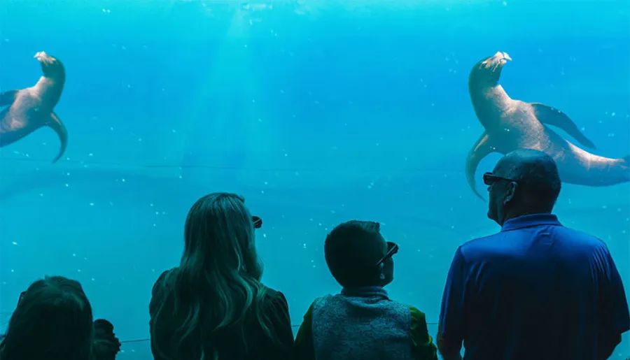 Visitors are observing sea lions swimming behind the glass of a large aquarium tank.
