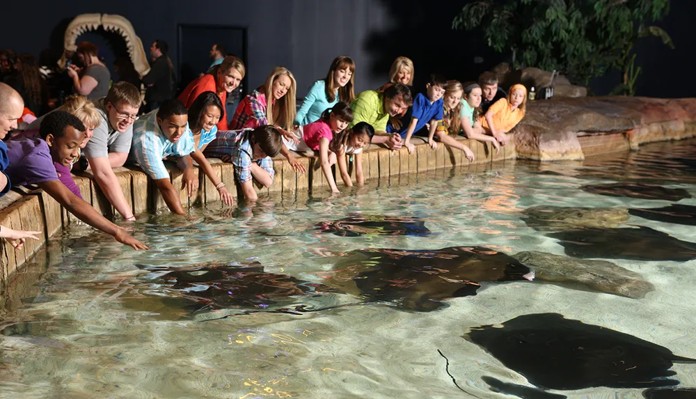 Visitors are gathered around a touch pool reaching out to interact with aquatic creatures likely rays in an indoor educational setting