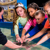 Ripley's Aquarium of the Smokies