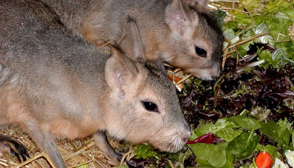Two mara rodents are munching on a fresh salad of lettuce and vegetables