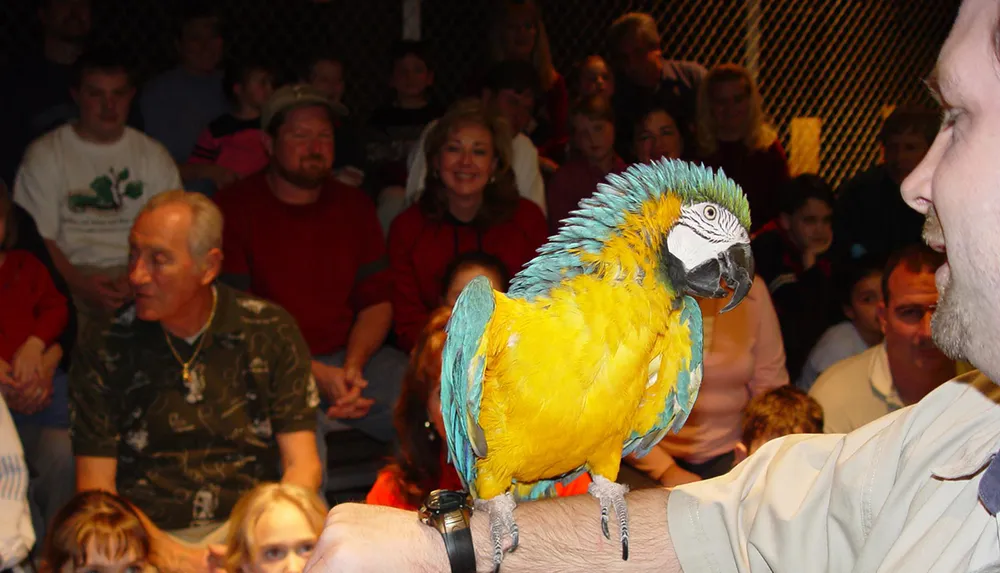 A vibrant blue and yellow macaw is perched on a persons arm in front of a crowd of spectators