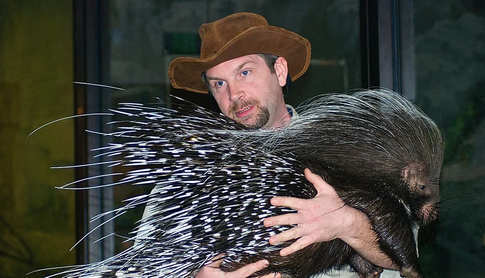 A man in a cowboy hat is holding a large porcupine with its quills extended
