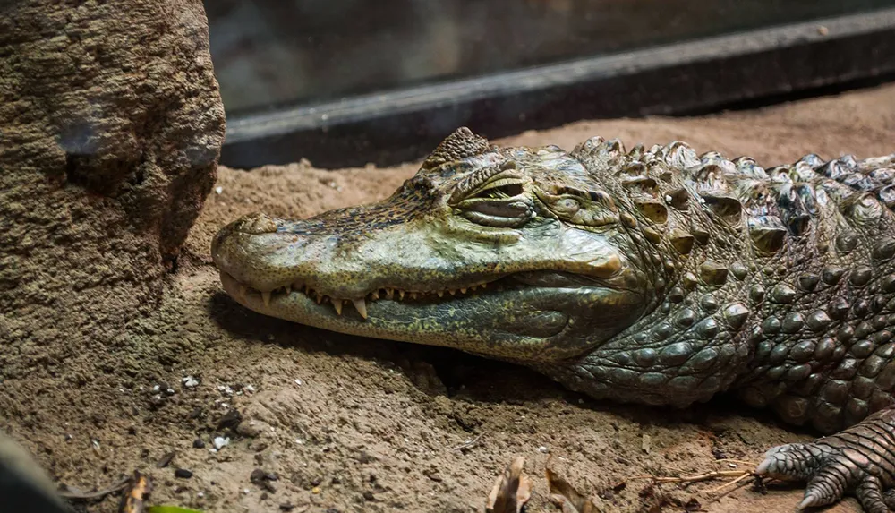 A crocodile is resting on the ground partially shaded with its teeth visible and eyes partially closed