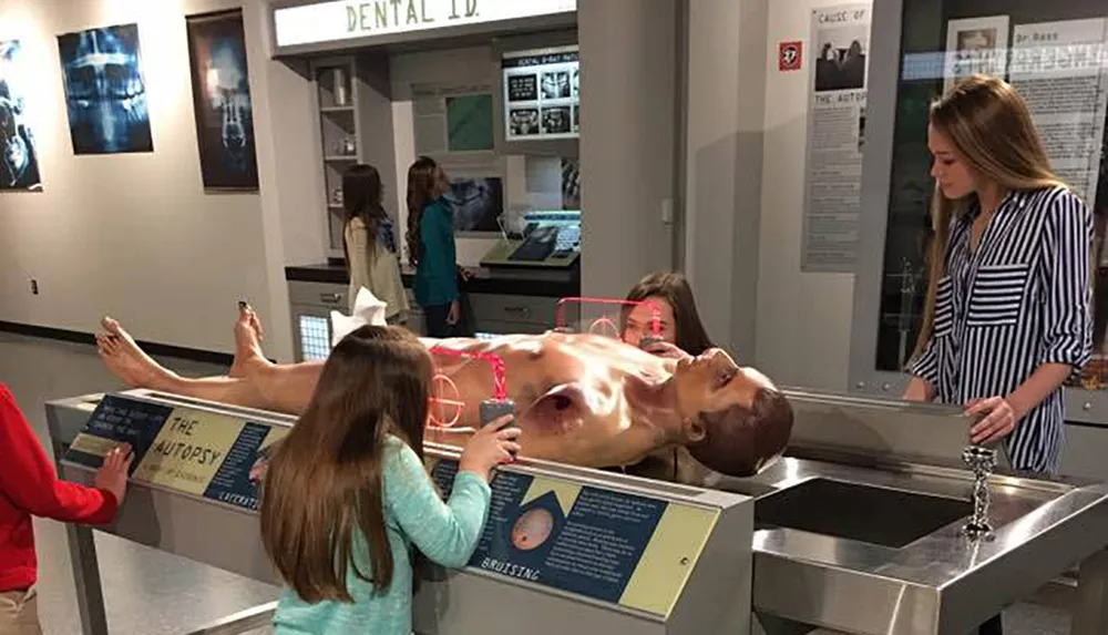 Visitors are interacting with an educational exhibit that features a life-sized mockup of a human body for an autopsy simulation