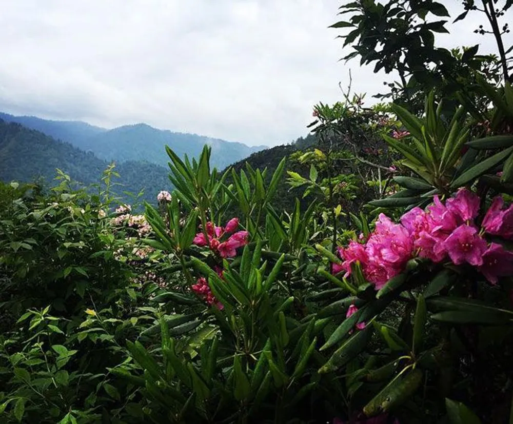 Pink flowers bloom in the foreground amid lush green foliage with misty mountains rising in the background