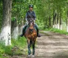 A group of riders wearing helmets is seen from behind as they enjoy a leisurely horseback ride along a tree-lined dirt trail