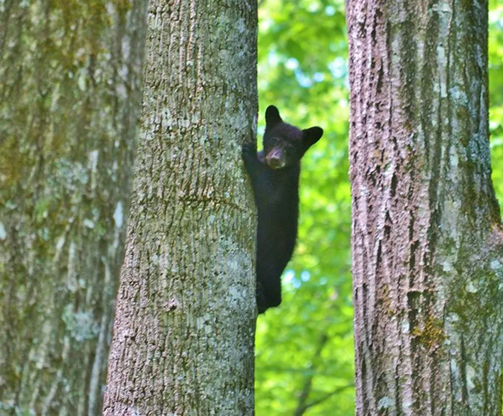 A black bear cub is clinging to the side of a tree in a green forest