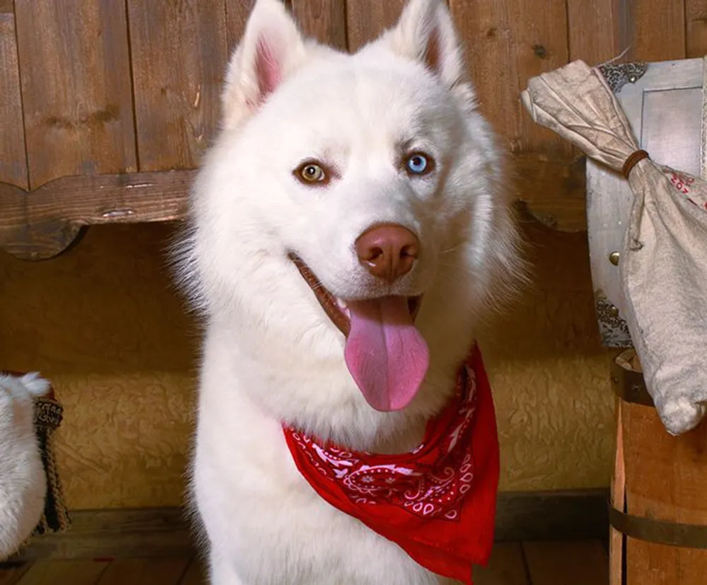 A white furry dog with striking blue eyes and a red bandana around its neck is holding a stick in its mouth and appears content