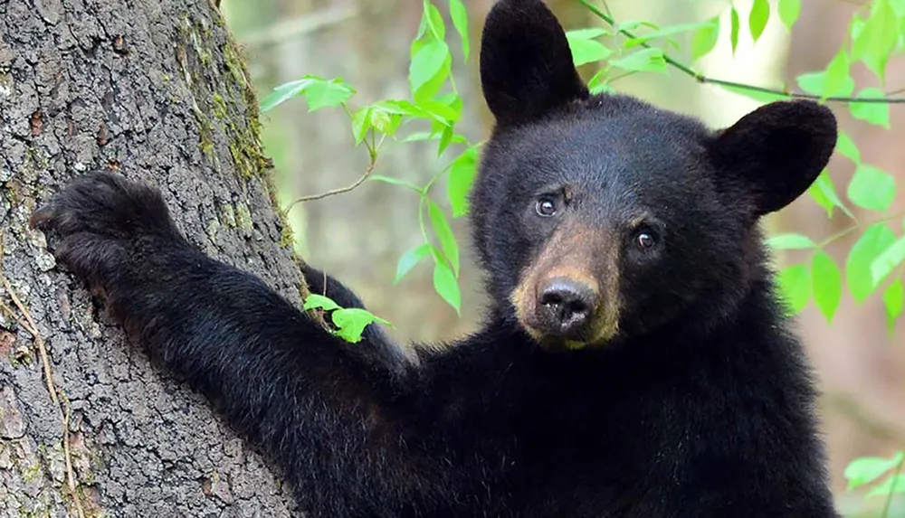 A bear is clinging to a tree and looking directly at the camera surrounded by green foliage